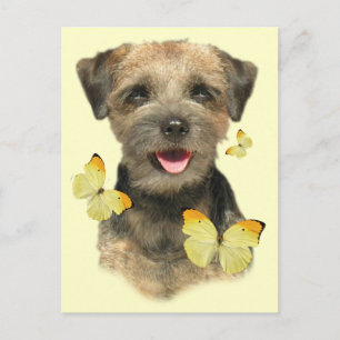 Border Terrier Butterfly Postcard