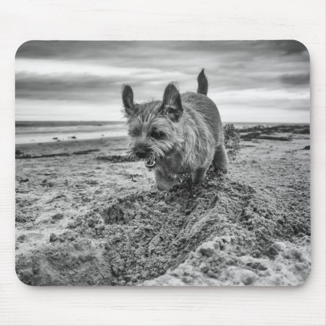 Border Terrier Digging, Photography, Mousepad (Front)