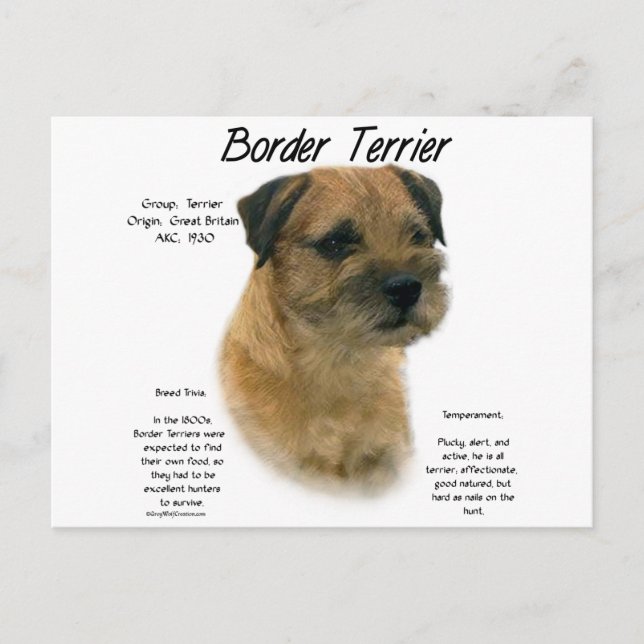 Border Terrier History Design Postcard (Front)