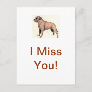 Border Terrier Postcard