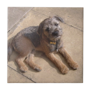 Border Terrier Puppy Tile
