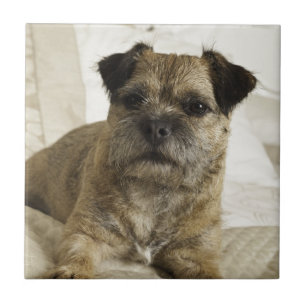 Border Terrier Tile
