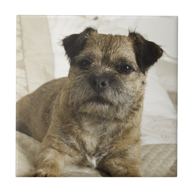Border Terrier Tile (Front)