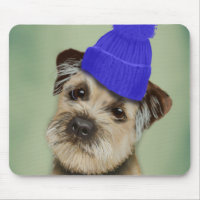 Border Terrier with Blue Bobble Hat