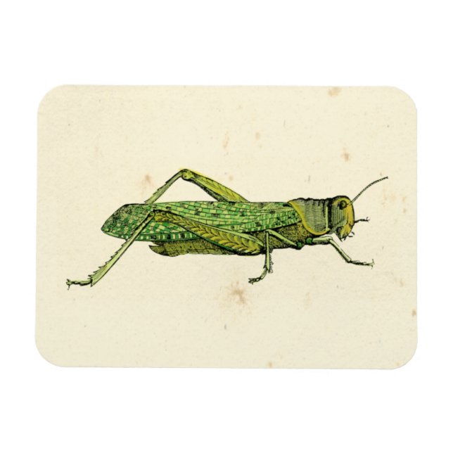 Bordered Print of Green Grasshopper Magnet (Horizontal)