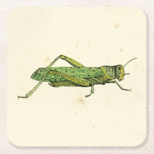 Bordered Print of Green Grasshopper Square Paper Coaster