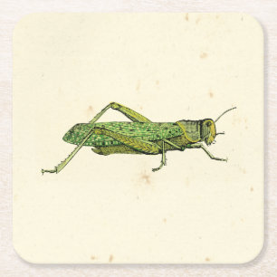 Bordered Print of Green Grasshopper Square Paper Coaster