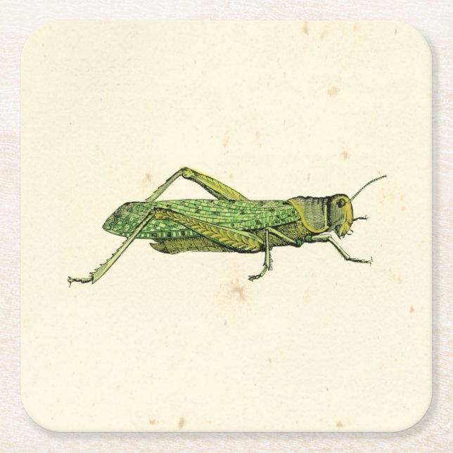 Bordered Print of Green Grasshopper Square Paper Coaster (Front)