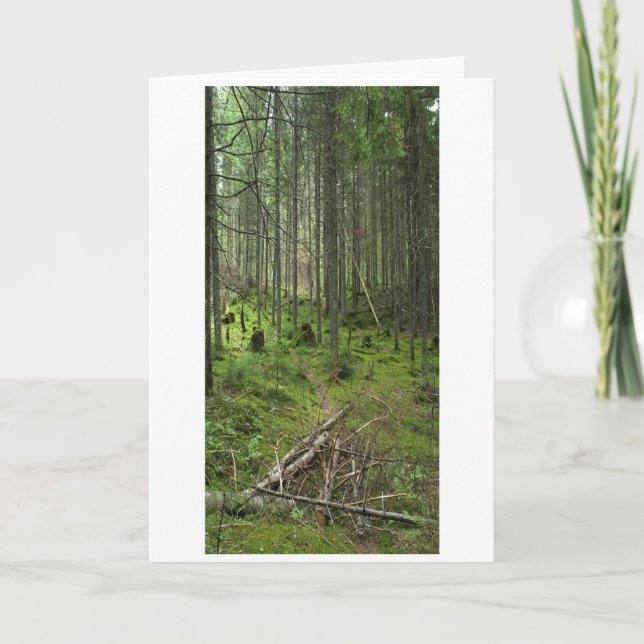 "Boreal Life Trail" Adirondack Forest Scene Card (Front)