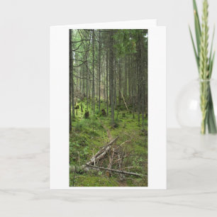 "Boreal Life Trail" Adirondack Forest Scene Card