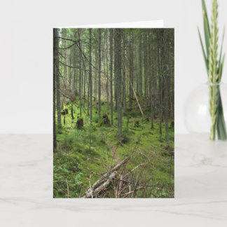 "Boreal Life Trail" Adirondack Forest Scene Card