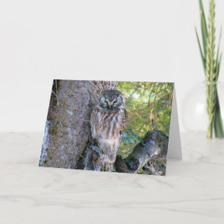 Boreal Owl Closeup Photo Card