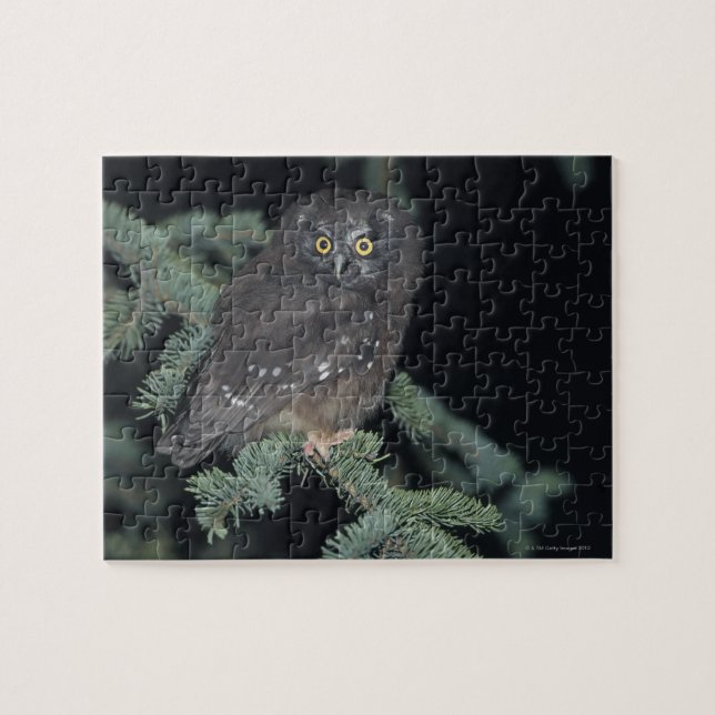 Boreal Owl on Branch Jigsaw Puzzle (Horizontal)