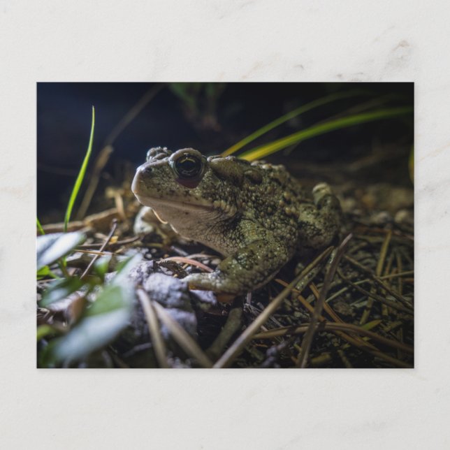 Boreal Toad Postcard (Front)