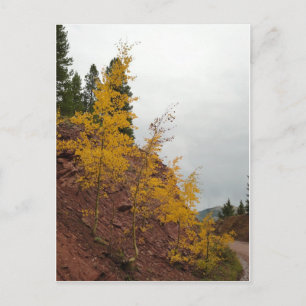 boreas pass aspens postcard