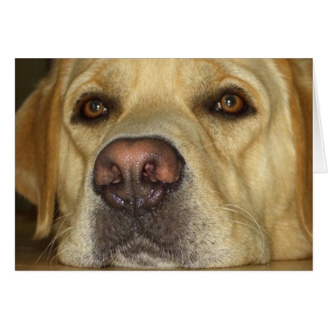 Boredom - Cute Yellow Labrador (Front Horizontal)