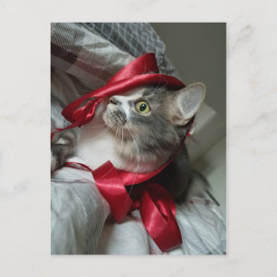 Boris the Cute Nubber Kitty Postcard