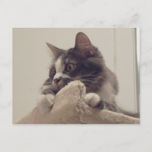 Boris the Cute Nubber Kitty Postcard