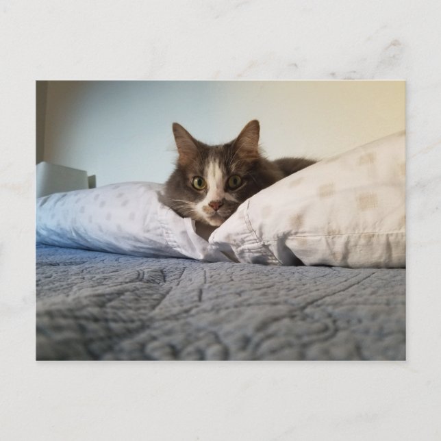 Boris the Cute Nubber Kitty Postcard (Front)