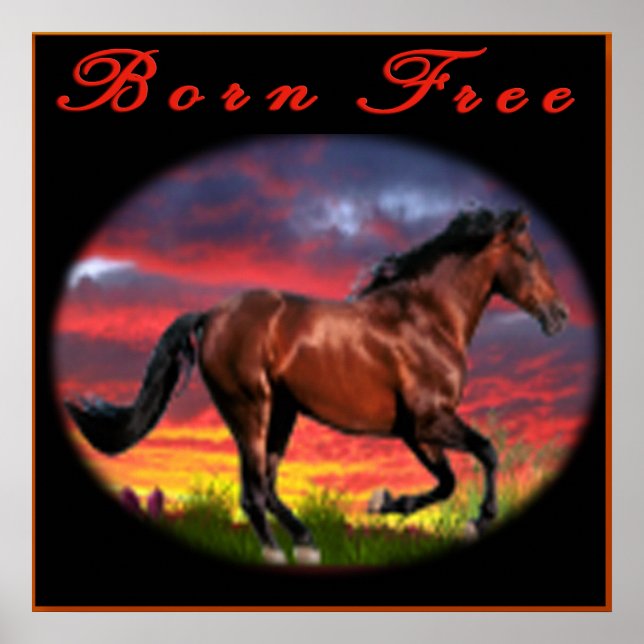 Born free Horse art Poster (Front)
