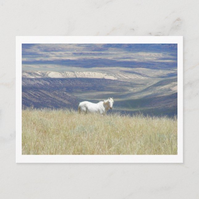 Born Free Mustang Horse Postcard (Front)