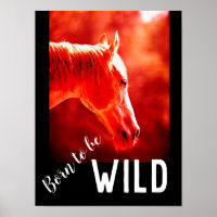 Born to be Wild Close-up Horse