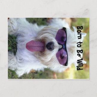 Born to Be Wild Postcard