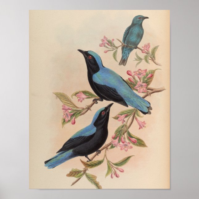 Bornean Fairy Bluebird by John Gould Print (Front)
