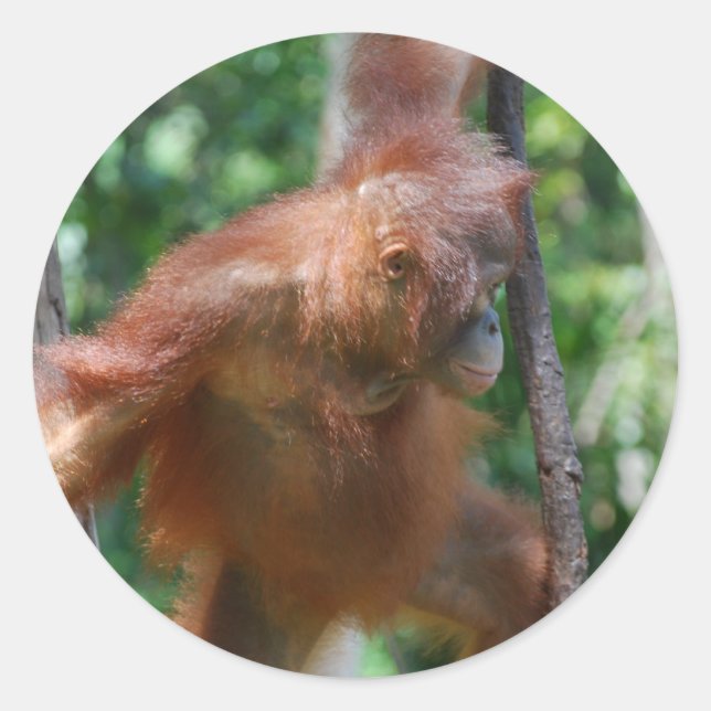Borneo Great Ape Orangutan Classic Round Sticker (Front)