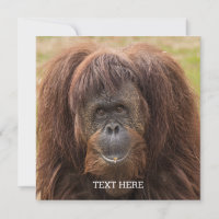 Borneo Orangutan Beautiful Photography
