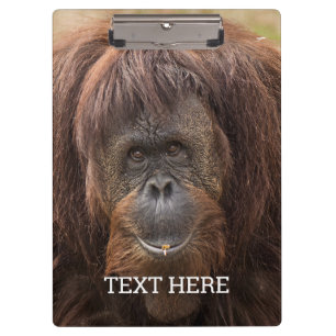 Borneo Orangutan Beautiful Photography Clipboard