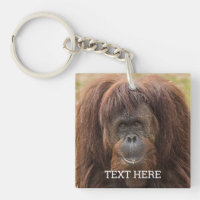 Borneo Orangutan Beautiful Photography
