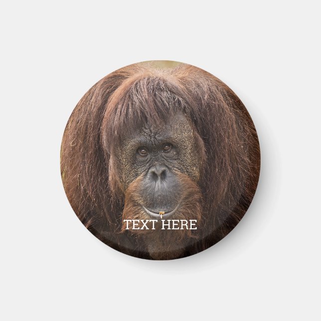 Borneo Orangutan Beautiful Photography Magnet (Front)