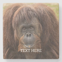 Borneo Orangutan Beautiful Photography