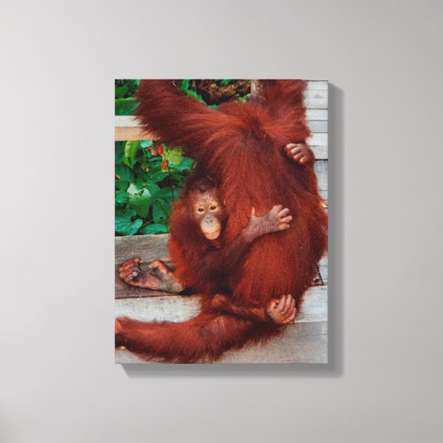 Borneo orangutan canvas print (Front)