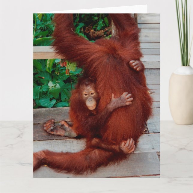 Borneo orangutan card (Front)