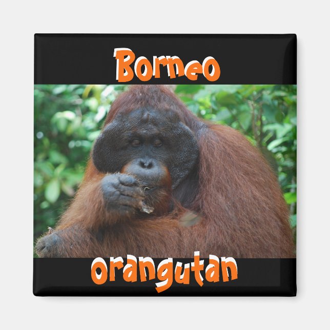 Borneo Orangutan Male in Jungle Magnet (Front)