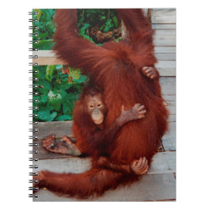 Borneo orangutan notebook