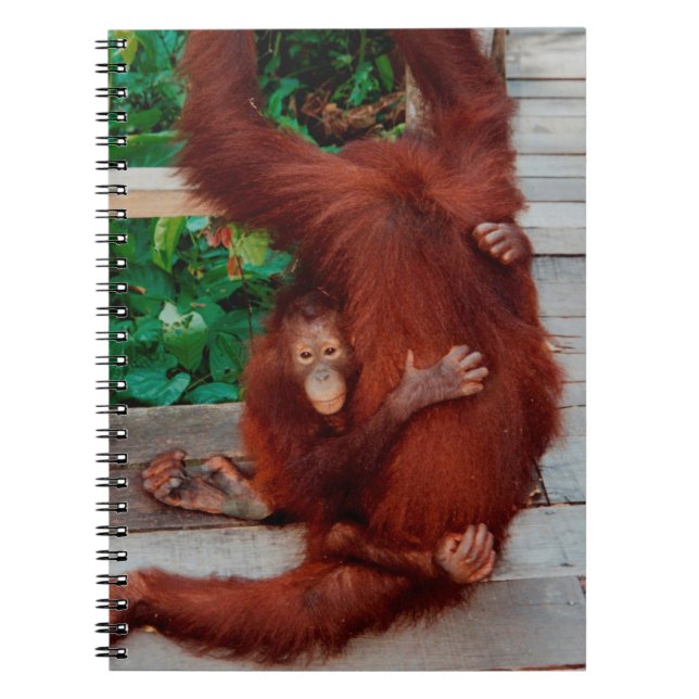 Borneo orangutan notebook (Front)