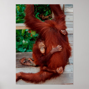 Borneo orangutan poster