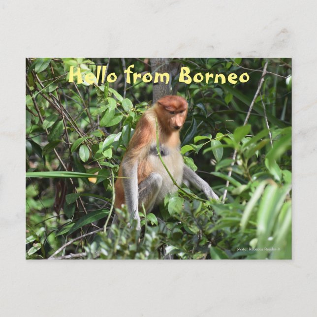 Borneo Proboscis Monkey Indonesia Wildlife Postcard (Front)