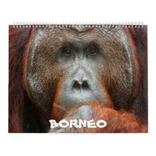 Borneo Rainforest Calendar