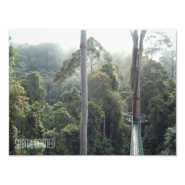 Borneo Rainforest Jungle Treetops Sabah Photo Print (Front)