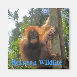 Borneo Wildlife Magnet