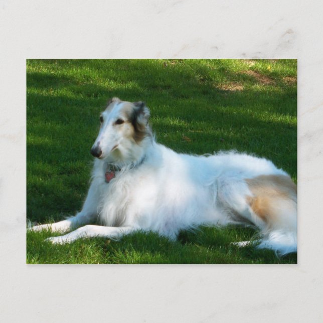 "Borzoi" Dog Photography Postcard (Front)
