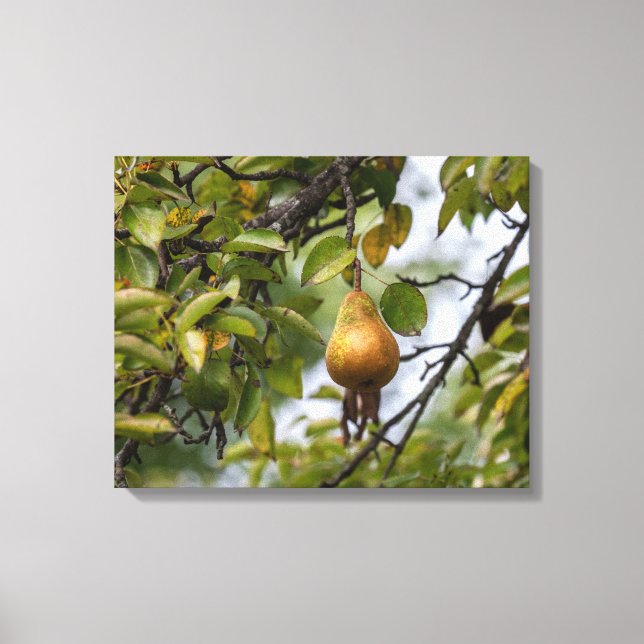 Bosc Pear On The Tree Canvas Print (Front)