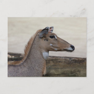 Boselaphus tragocamelus postcard