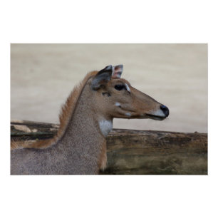 Boselaphus tragocamelus poster