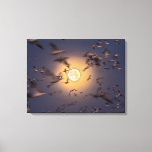 Bosque del Apache National Wildlife Refuge Canvas Print