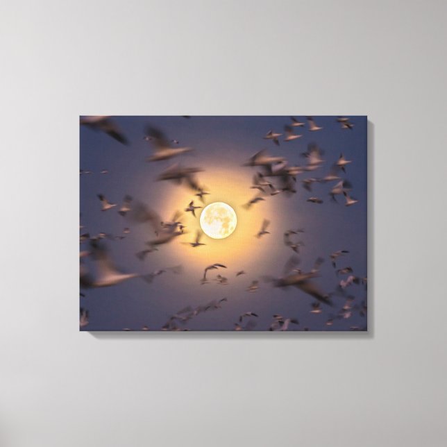 Bosque del Apache National Wildlife Refuge Canvas Print (Front)